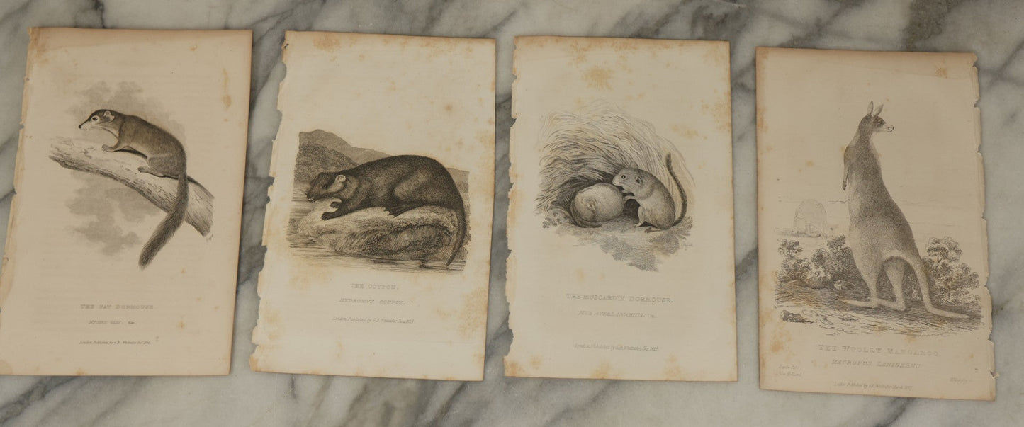 Lot 071 - Grouping Of 50+ Antique Engravings Of Various Rodents And Other Mammals Including Squirrels, Otters, Etc., Circa 1827