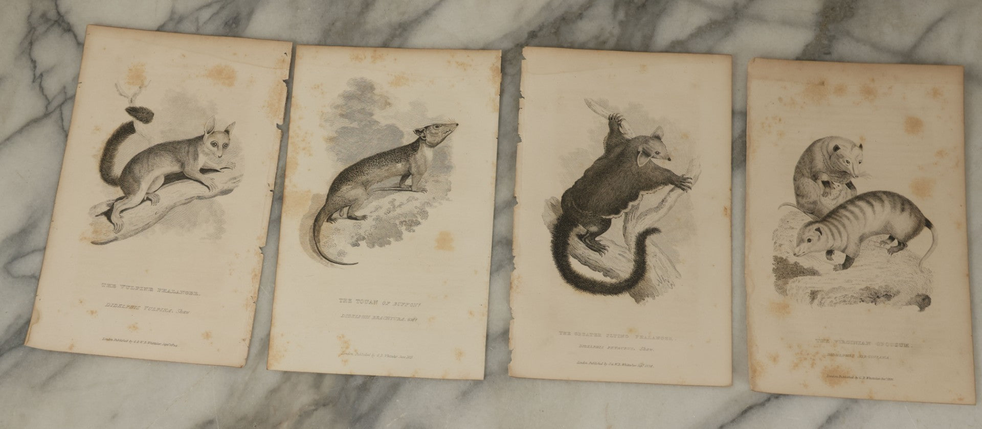 Lot 071 - Grouping Of 50+ Antique Engravings Of Various Rodents And Other Mammals Including Squirrels, Otters, Etc., Circa 1827
