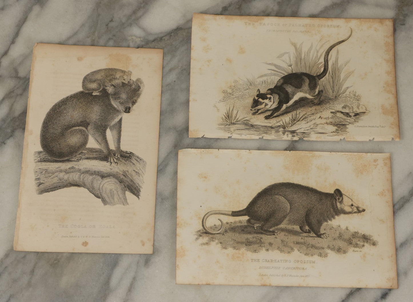 Lot 071 - Grouping Of 50+ Antique Engravings Of Various Rodents And Other Mammals Including Squirrels, Otters, Etc., Circa 1827