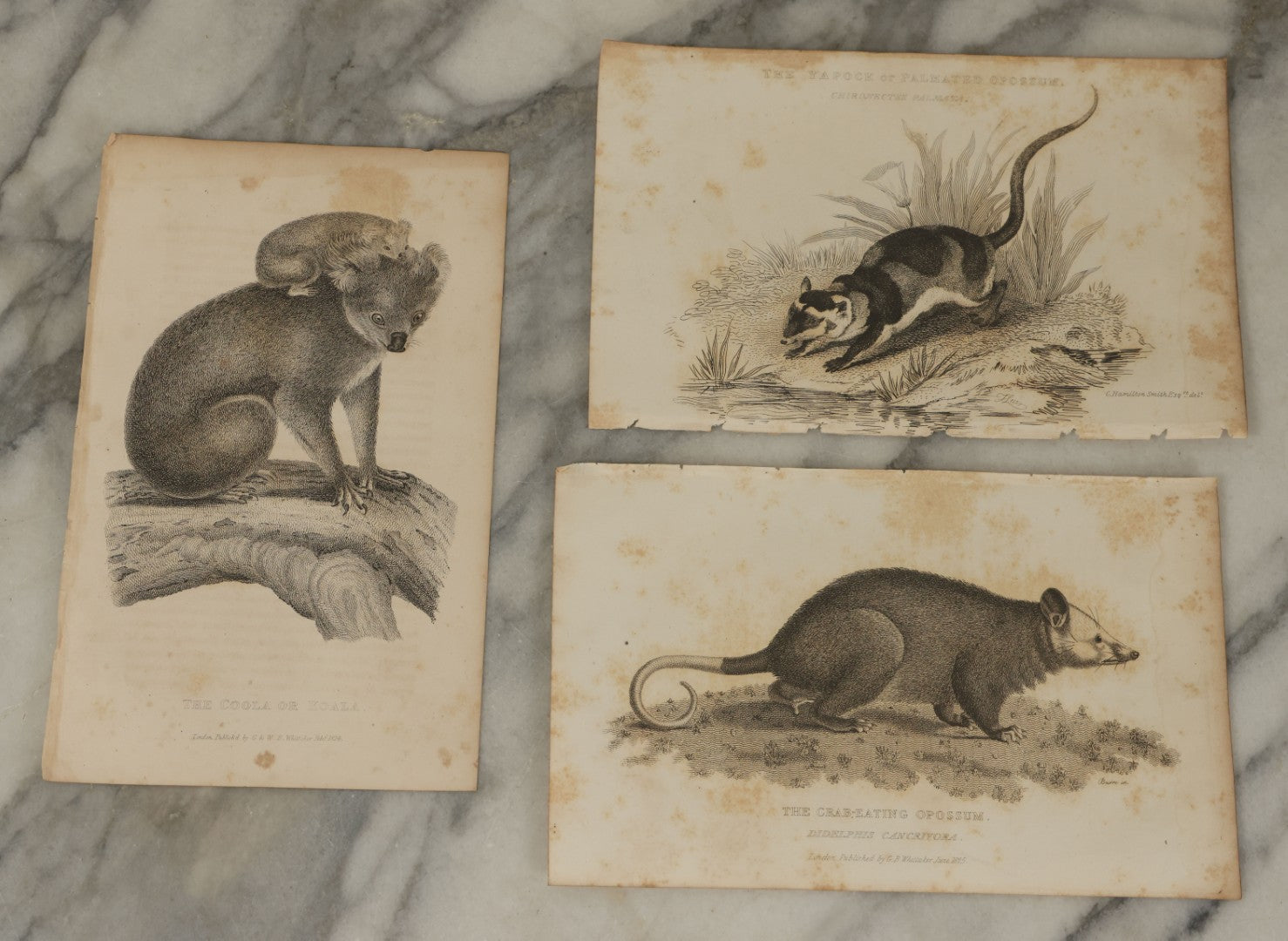 Lot 071 - Grouping Of 50+ Antique Engravings Of Various Rodents And Other Mammals Including Squirrels, Otters, Etc., Circa 1827