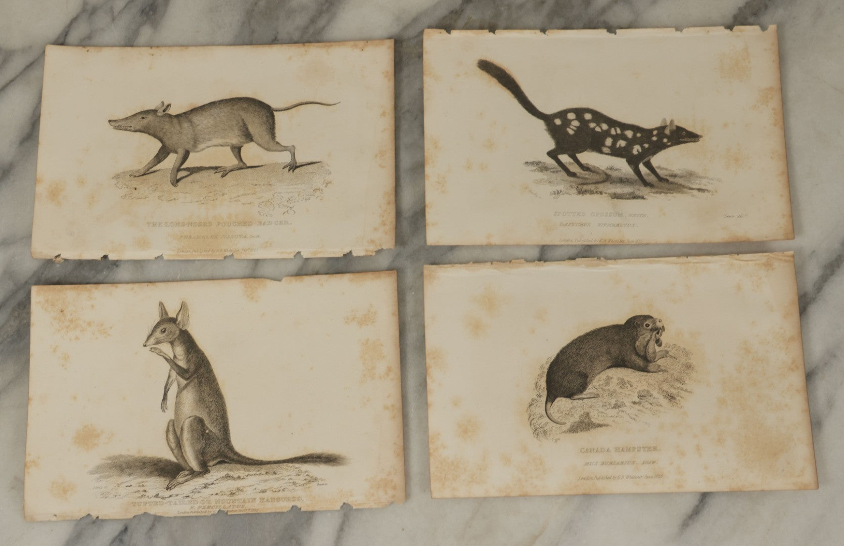 Lot 071 - Grouping Of 50+ Antique Engravings Of Various Rodents And Other Mammals Including Squirrels, Otters, Etc., Circa 1827