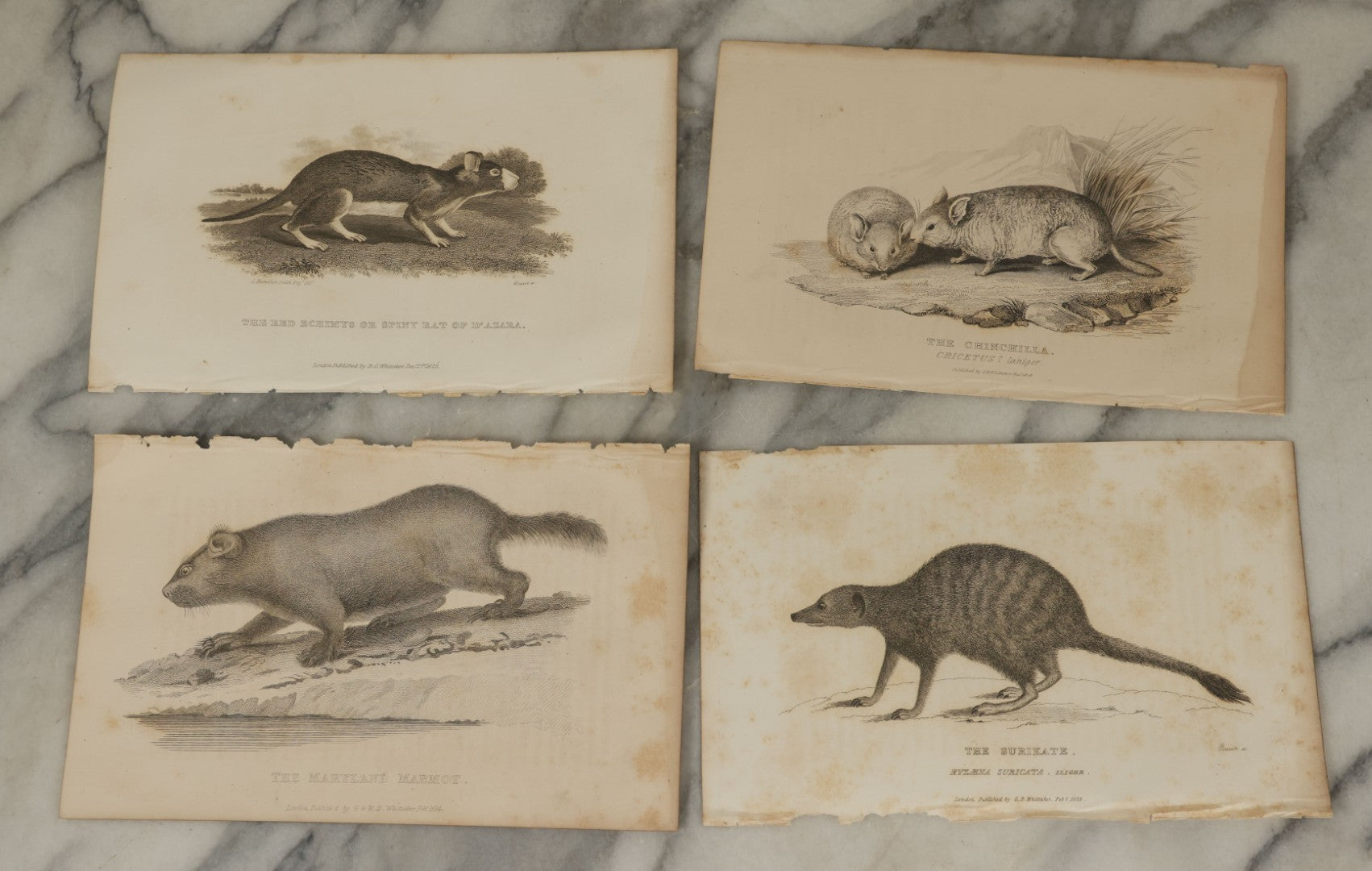 Lot 071 - Grouping Of 50+ Antique Engravings Of Various Rodents And Other Mammals Including Squirrels, Otters, Etc., Circa 1827