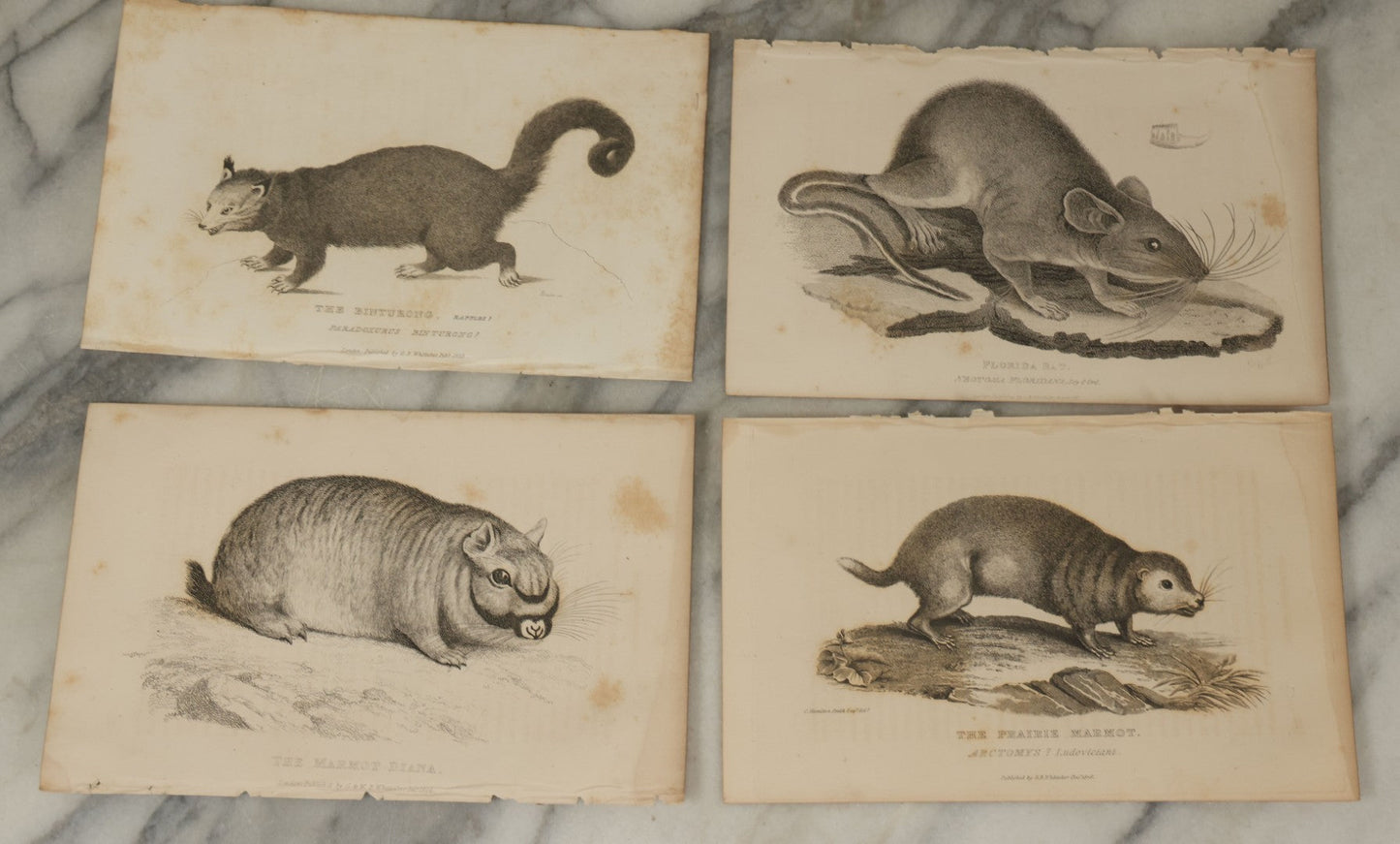 Lot 071 - Grouping Of 50+ Antique Engravings Of Various Rodents And Other Mammals Including Squirrels, Otters, Etc., Circa 1827