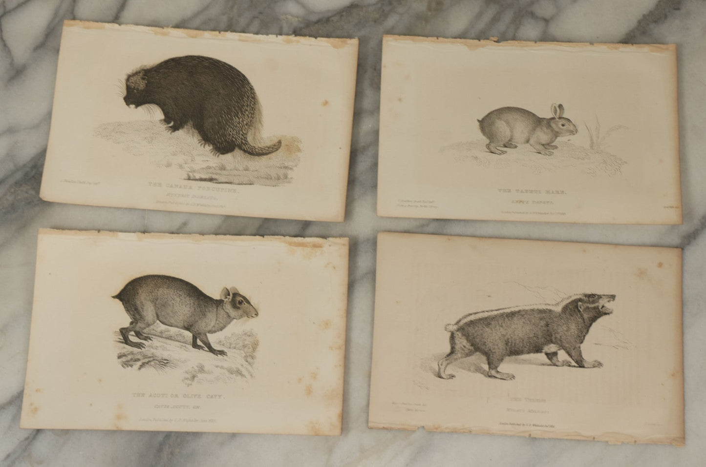 Lot 071 - Grouping Of 50+ Antique Engravings Of Various Rodents And Other Mammals Including Squirrels, Otters, Etc., Circa 1827