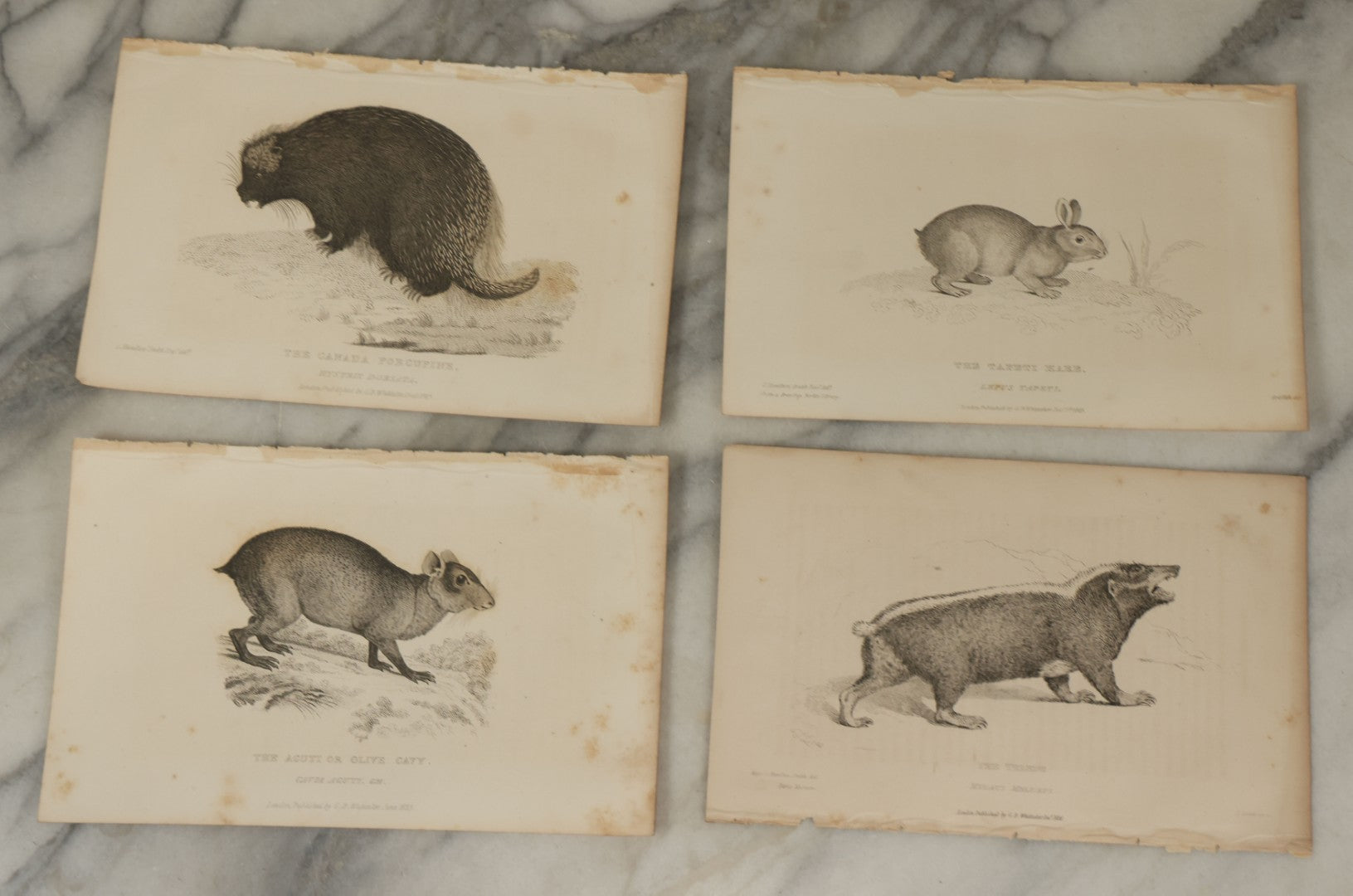 Lot 071 - Grouping Of 50+ Antique Engravings Of Various Rodents And Other Mammals Including Squirrels, Otters, Etc., Circa 1827