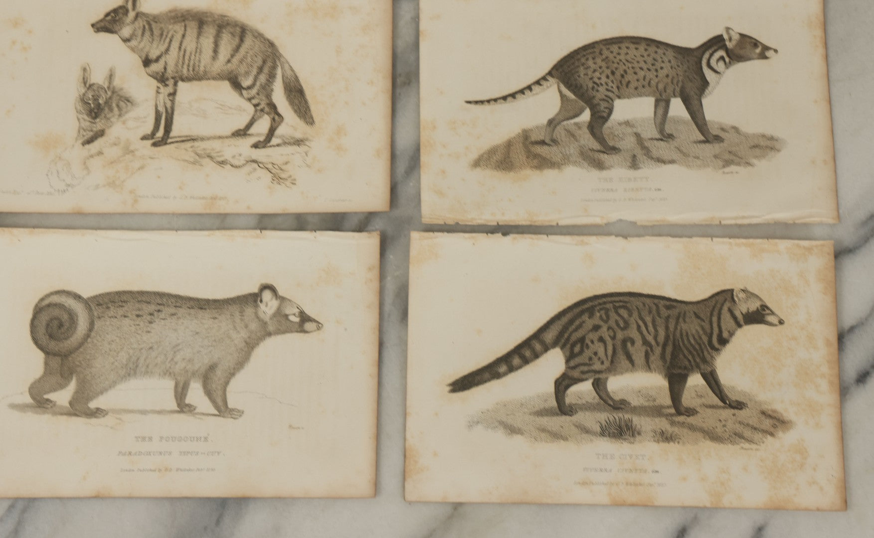 Lot 071 - Grouping Of 50+ Antique Engravings Of Various Rodents And Other Mammals Including Squirrels, Otters, Etc., Circa 1827