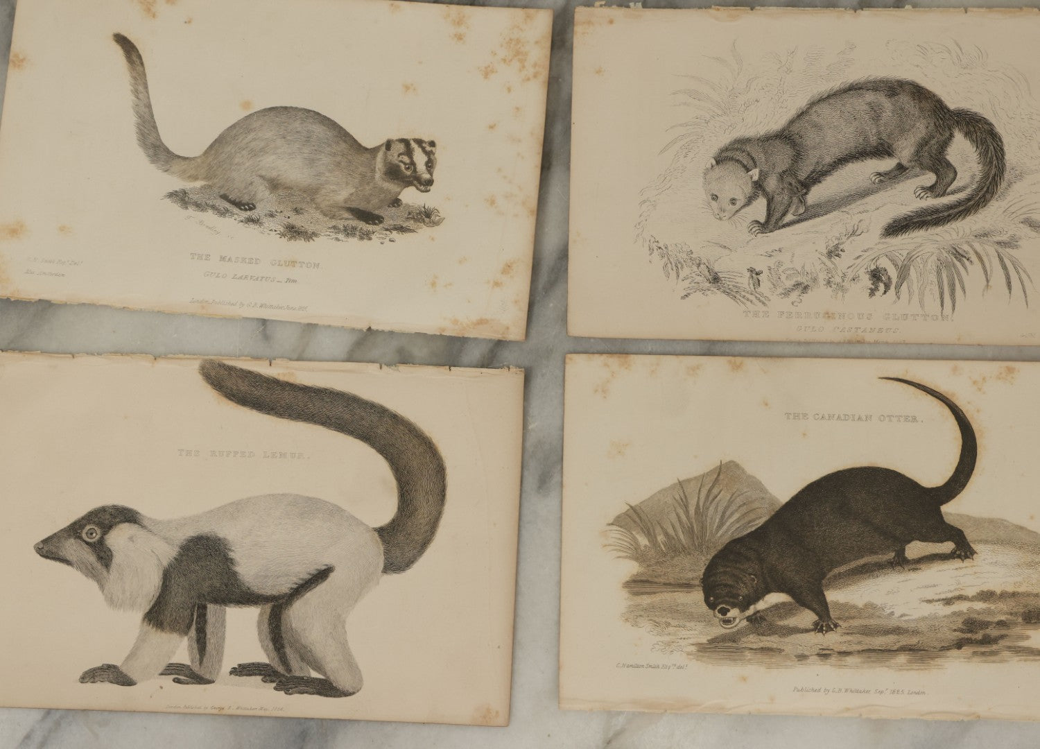 Lot 071 - Grouping Of 50+ Antique Engravings Of Various Rodents And Other Mammals Including Squirrels, Otters, Etc., Circa 1827