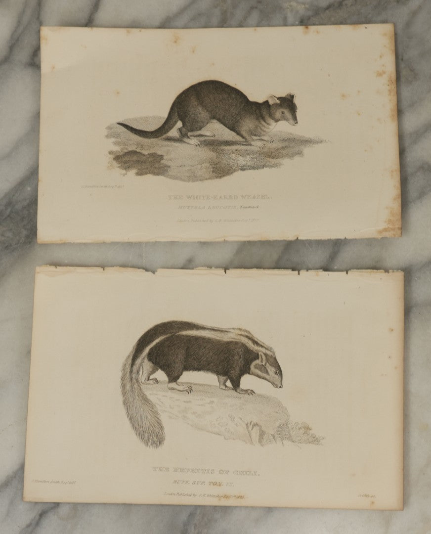 Lot 071 - Grouping Of 50+ Antique Engravings Of Various Rodents And Other Mammals Including Squirrels, Otters, Etc., Circa 1827