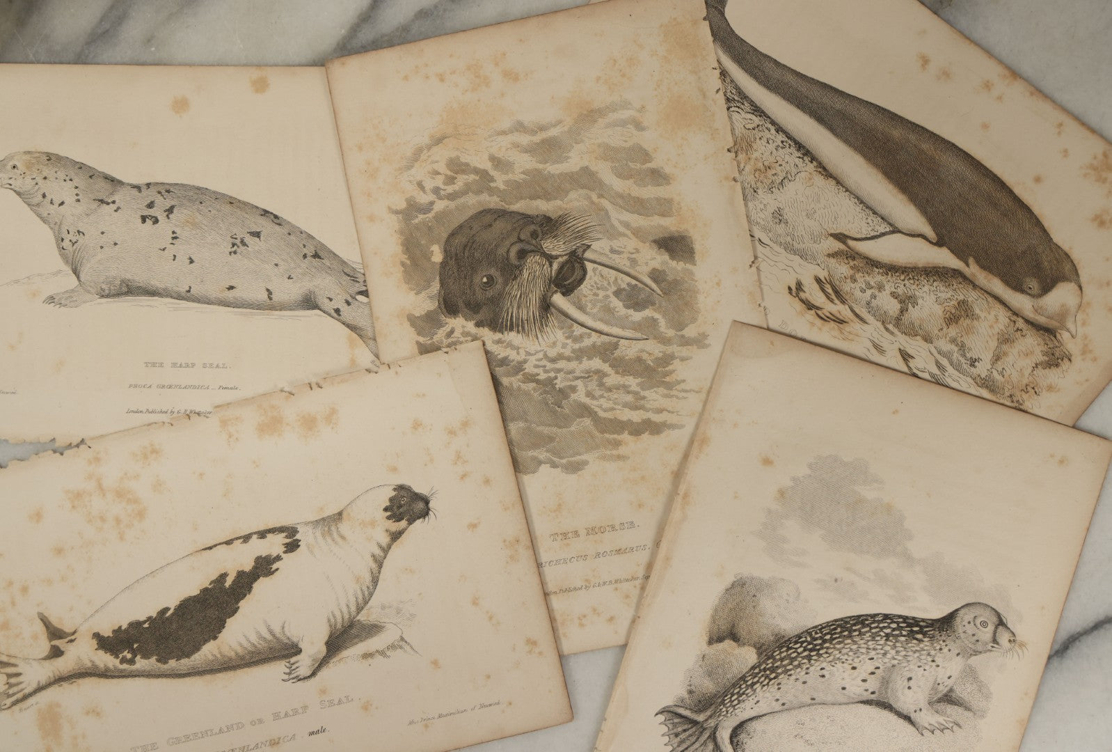 Lot 072 - Grouping Of 5 Antique Engravings Of Seals And Sea Creatures, Including The Harp Seal, The Morse Walrus, And Others, Circa 1827