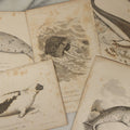 Lot 072 - Grouping Of 5 Antique Engravings Of Seals And Sea Creatures, Including The Harp Seal, The Morse Walrus, And Others, Circa 1827