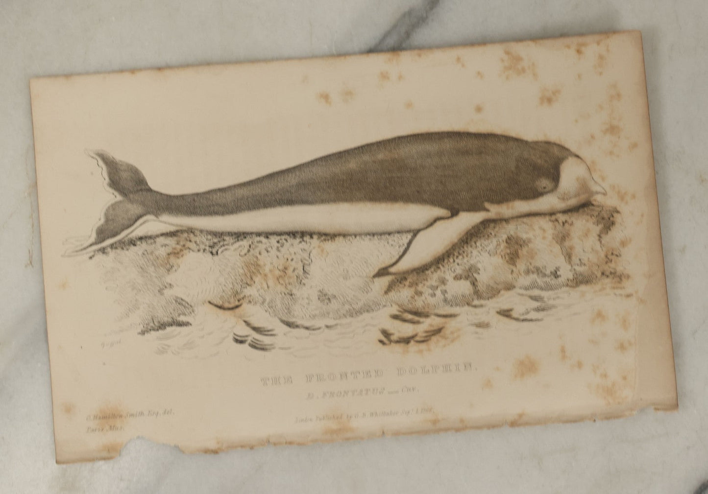 Lot 072 - Grouping Of 5 Antique Engravings Of Seals And Sea Creatures, Including The Harp Seal, The Morse Walrus, And Others, Circa 1827