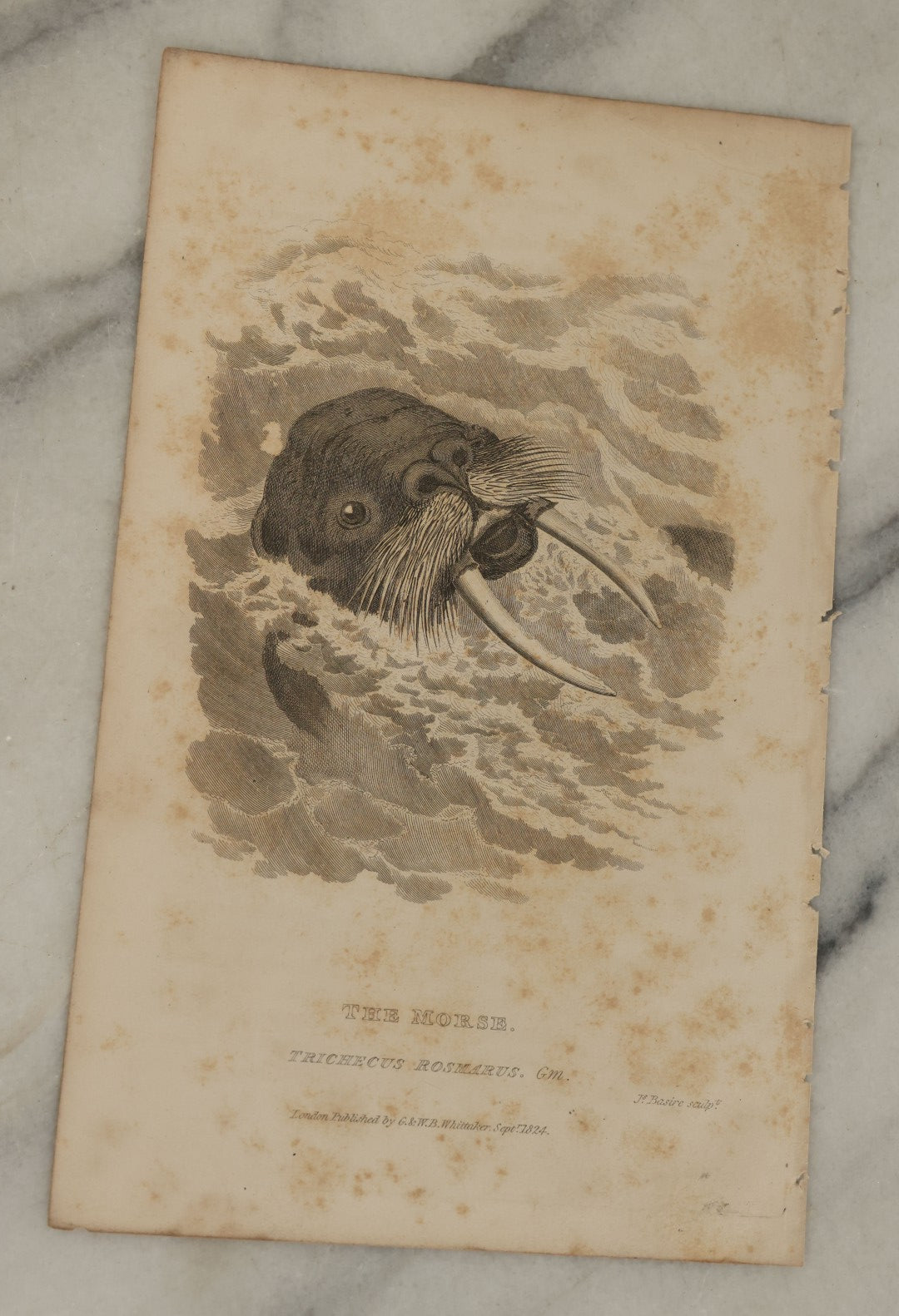 Lot 072 - Grouping Of 5 Antique Engravings Of Seals And Sea Creatures, Including The Harp Seal, The Morse Walrus, And Others, Circa 1827