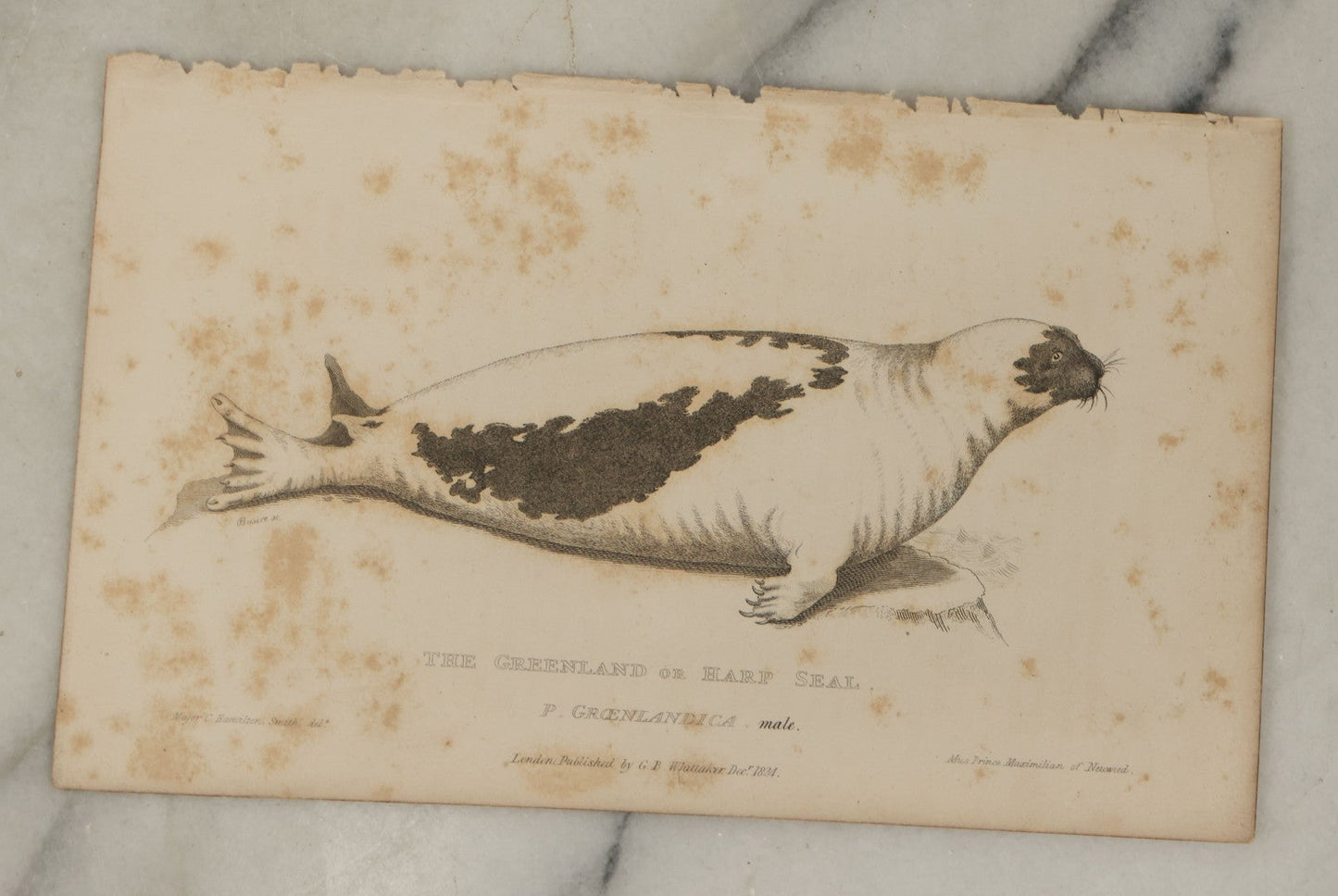 Lot 072 - Grouping Of 5 Antique Engravings Of Seals And Sea Creatures, Including The Harp Seal, The Morse Walrus, And Others, Circa 1827