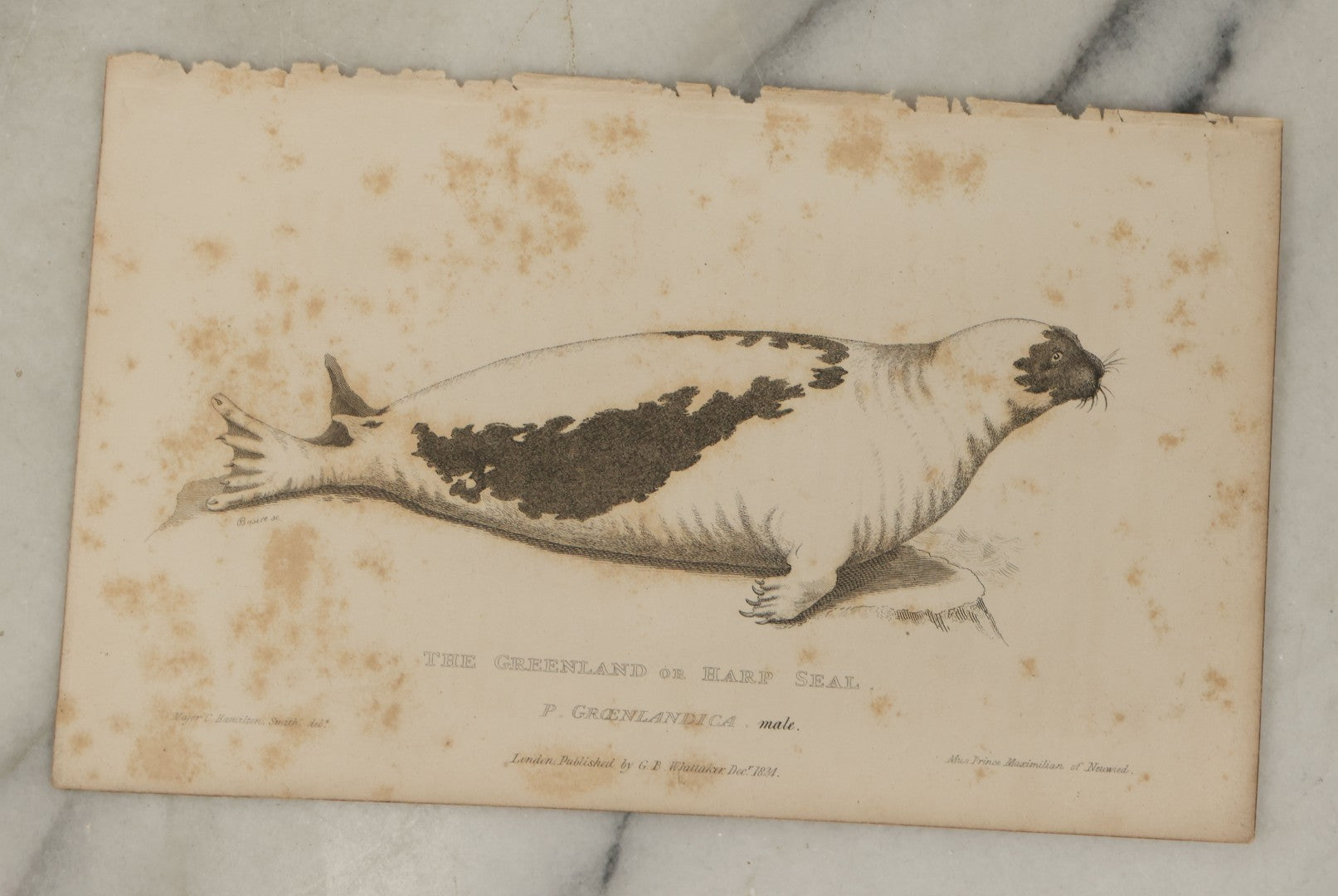 Lot 072 - Grouping Of 5 Antique Engravings Of Seals And Sea Creatures, Including The Harp Seal, The Morse Walrus, And Others, Circa 1827