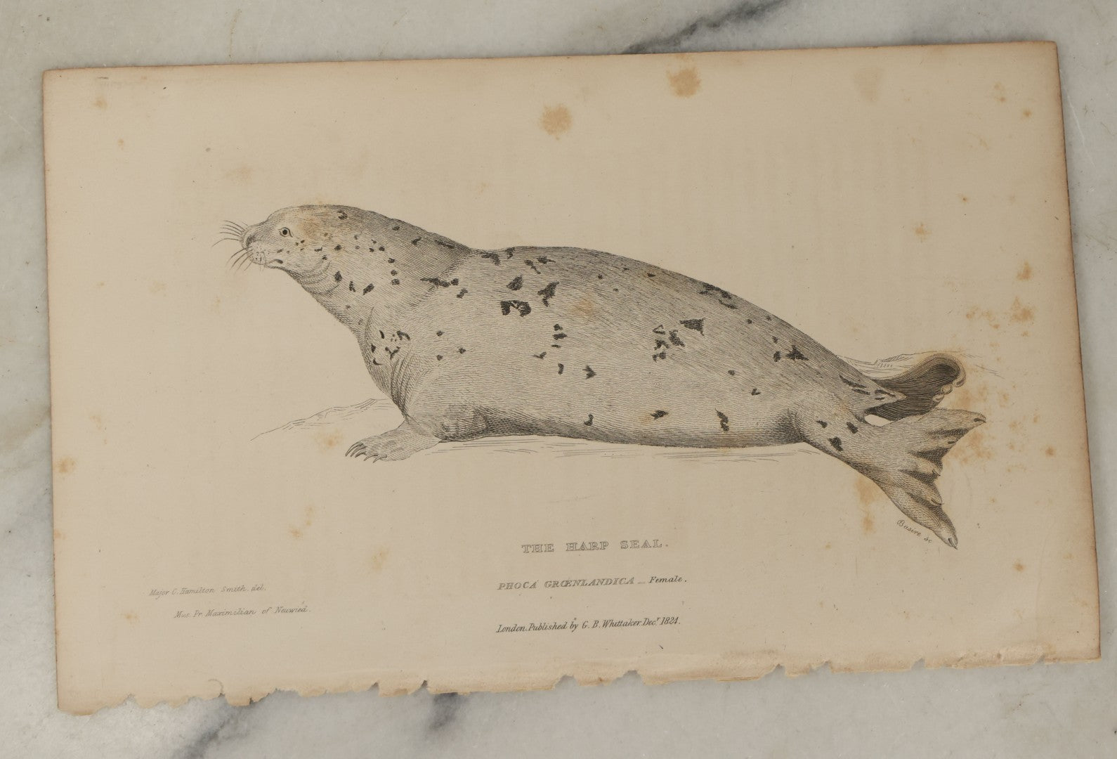 Lot 072 - Grouping Of 5 Antique Engravings Of Seals And Sea Creatures, Including The Harp Seal, The Morse Walrus, And Others, Circa 1827