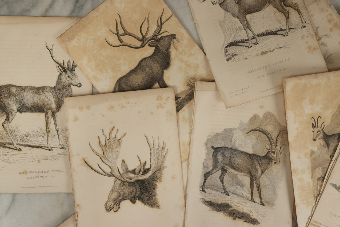 Lot 073 - Grouping Of 40 Antique Engravings Of Various Ungulates And Other Mammals Including Deer, Moose, Elk, Etc., Circa 1827