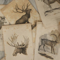 Lot 073 - Grouping Of 40 Antique Engravings Of Various Ungulates And Other Mammals Including Deer, Moose, Elk, Etc., Circa 1827