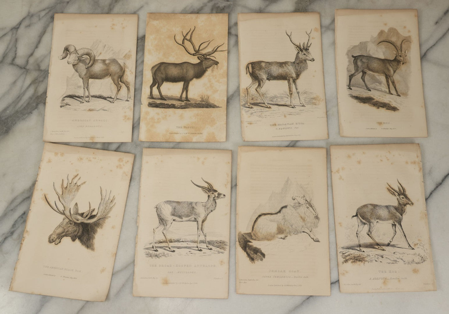 Lot 073 - Grouping Of 40 Antique Engravings Of Various Ungulates And Other Mammals Including Deer, Moose, Elk, Etc., Circa 1827