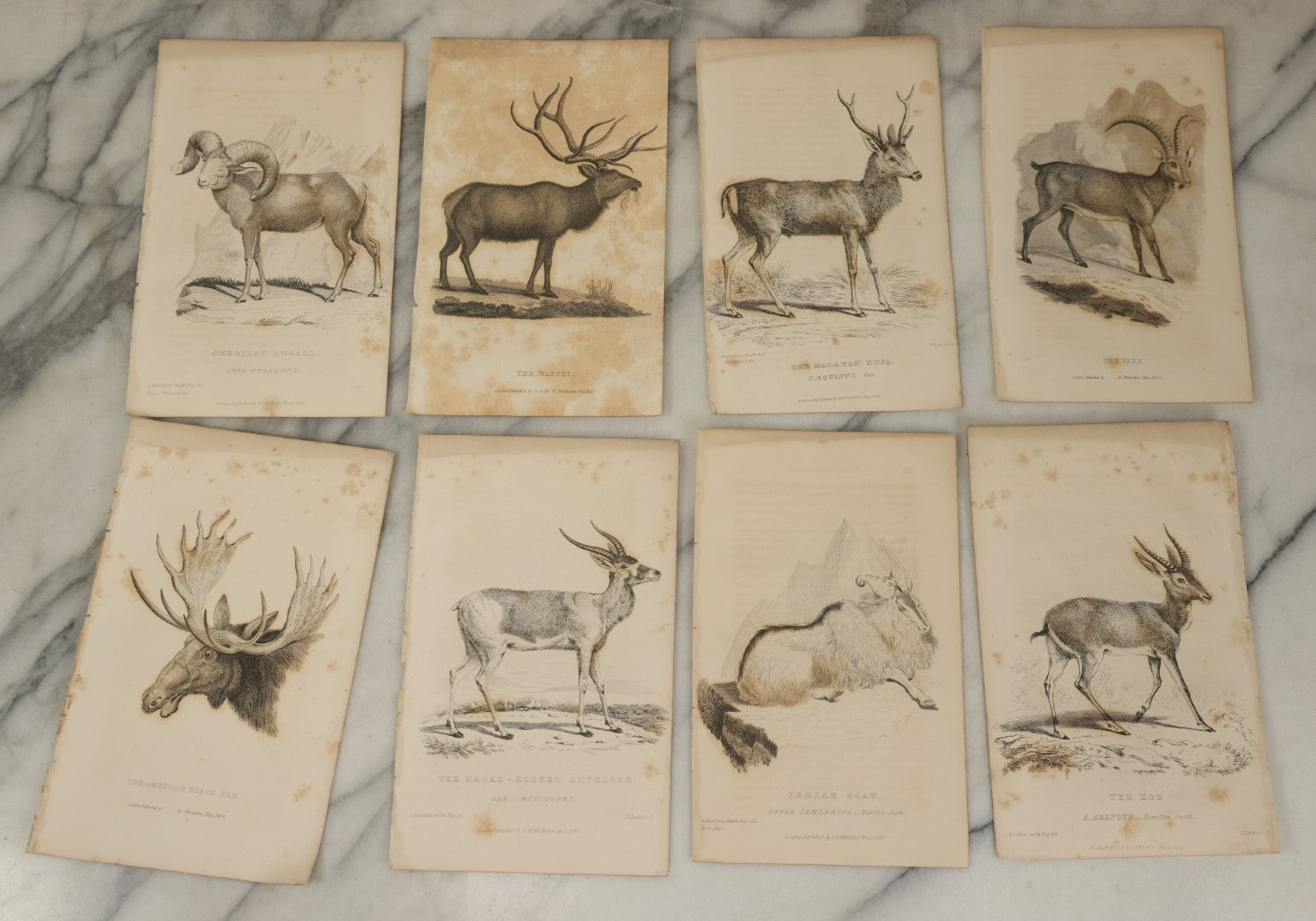 Lot 073 - Grouping Of 40 Antique Engravings Of Various Ungulates And Other Mammals Including Deer, Moose, Elk, Etc., Circa 1827