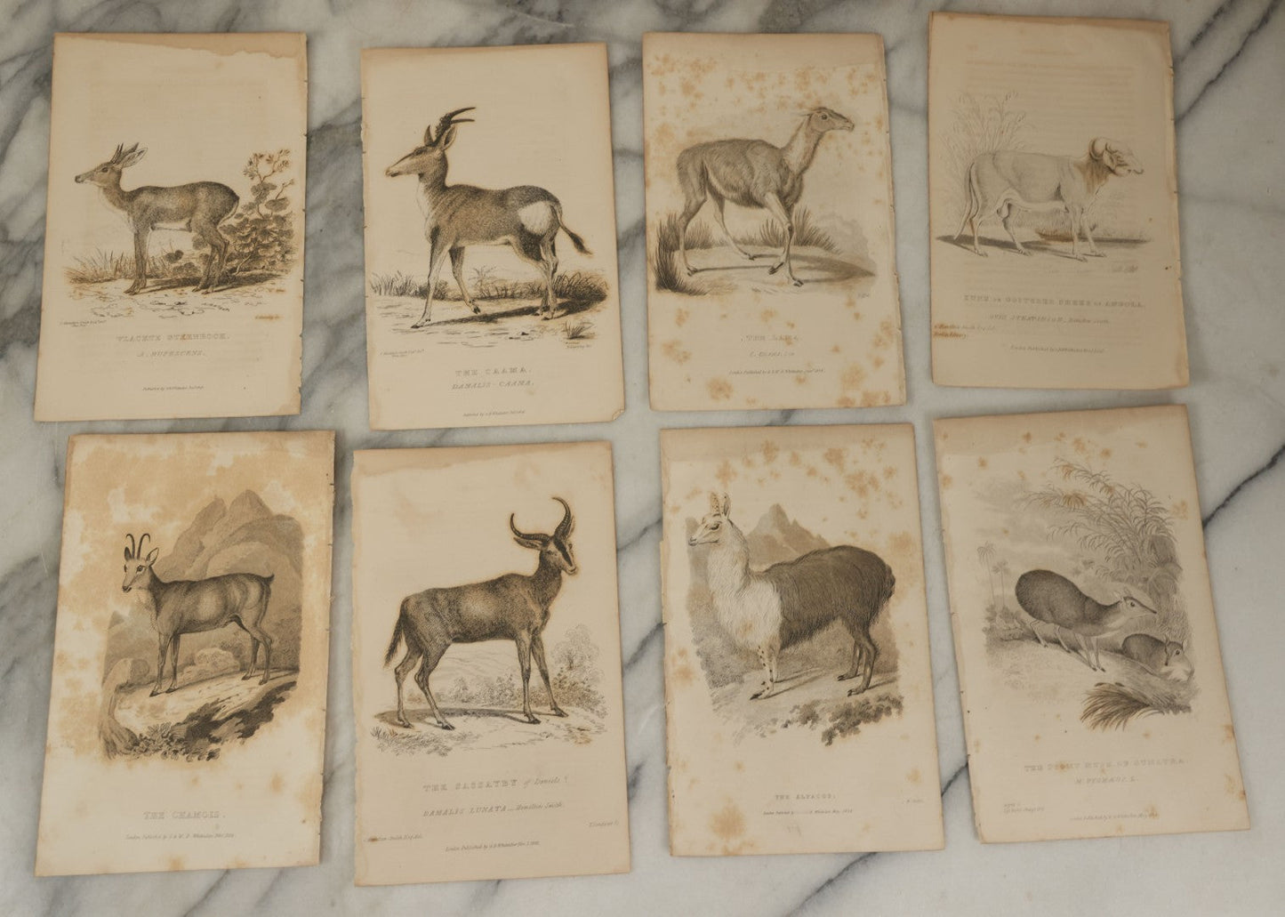 Lot 073 - Grouping Of 40 Antique Engravings Of Various Ungulates And Other Mammals Including Deer, Moose, Elk, Etc., Circa 1827