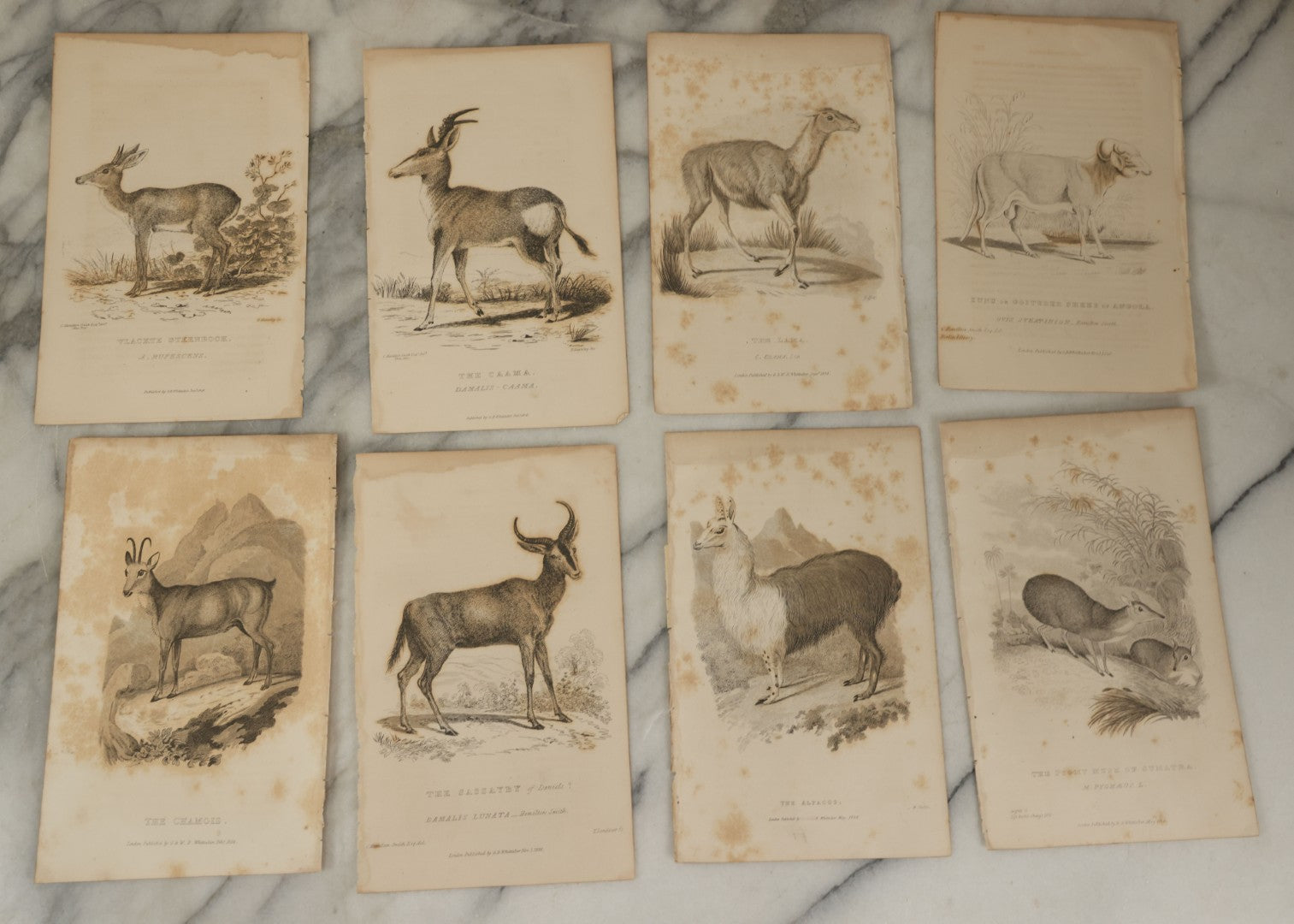 Lot 073 - Grouping Of 40 Antique Engravings Of Various Ungulates And Other Mammals Including Deer, Moose, Elk, Etc., Circa 1827