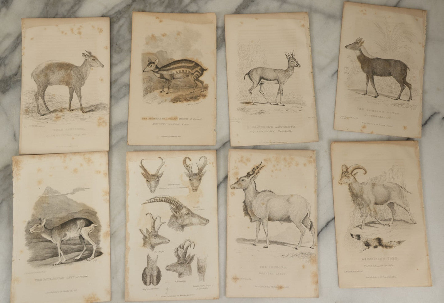 Lot 073 - Grouping Of 40 Antique Engravings Of Various Ungulates And Other Mammals Including Deer, Moose, Elk, Etc., Circa 1827