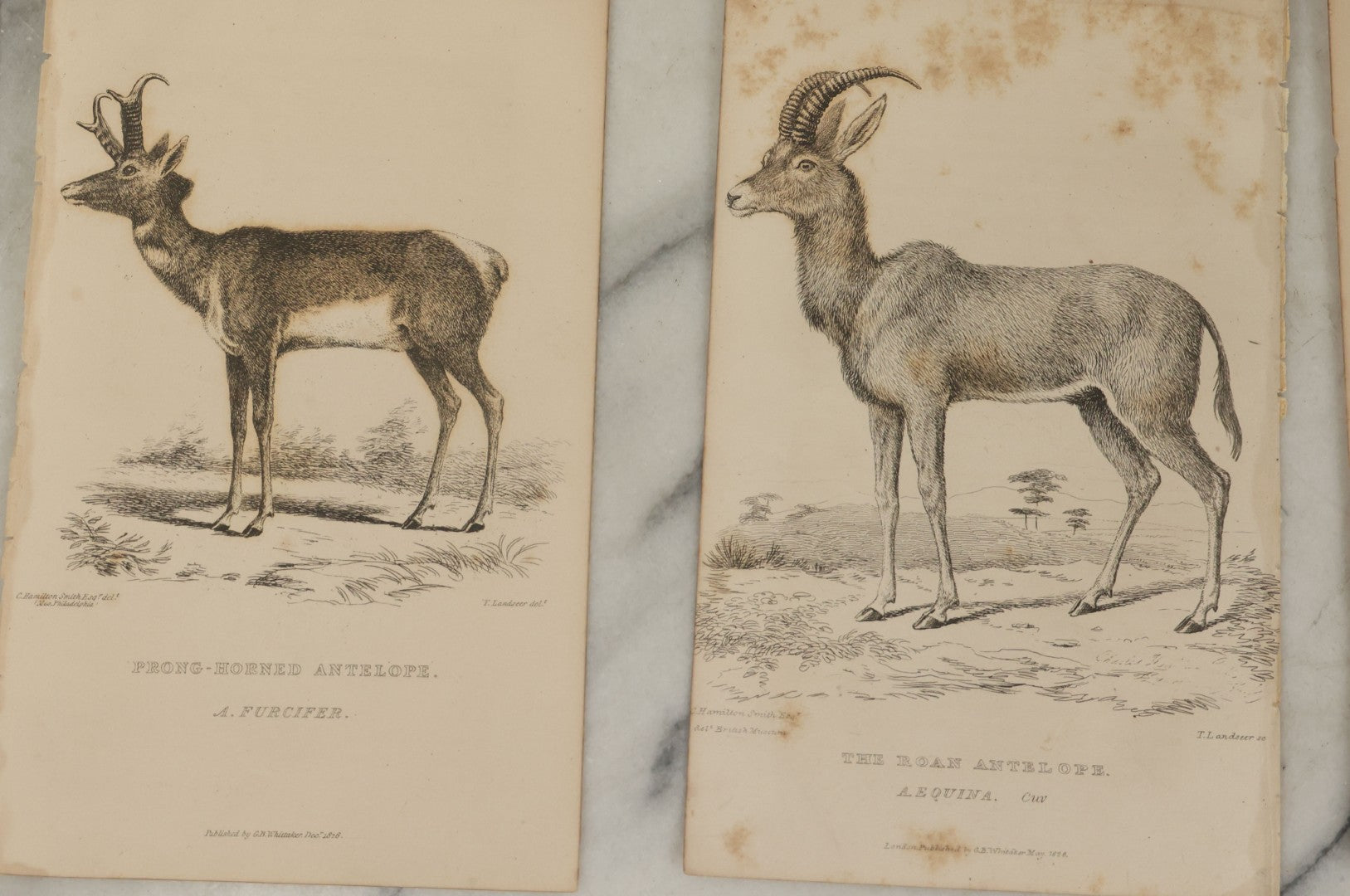 Lot 073 - Grouping Of 40 Antique Engravings Of Various Ungulates And Other Mammals Including Deer, Moose, Elk, Etc., Circa 1827