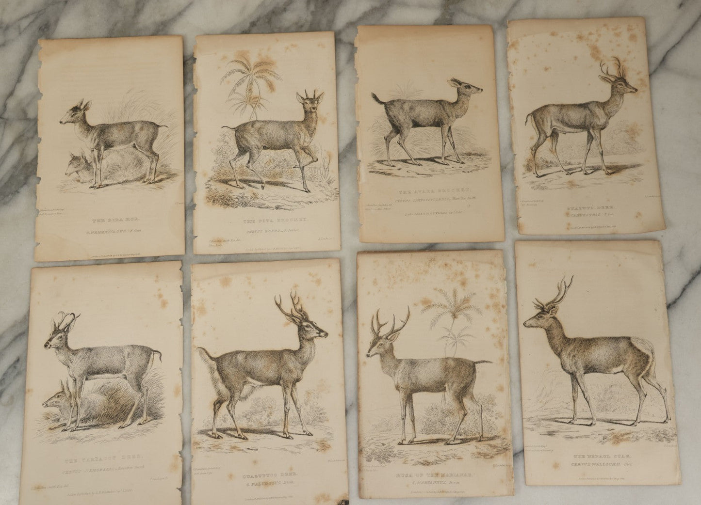 Lot 073 - Grouping Of 40 Antique Engravings Of Various Ungulates And Other Mammals Including Deer, Moose, Elk, Etc., Circa 1827