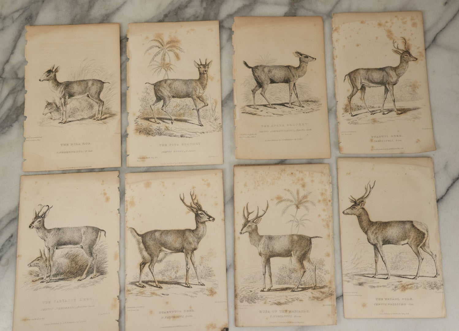 Lot 073 - Grouping Of 40 Antique Engravings Of Various Ungulates And Other Mammals Including Deer, Moose, Elk, Etc., Circa 1827