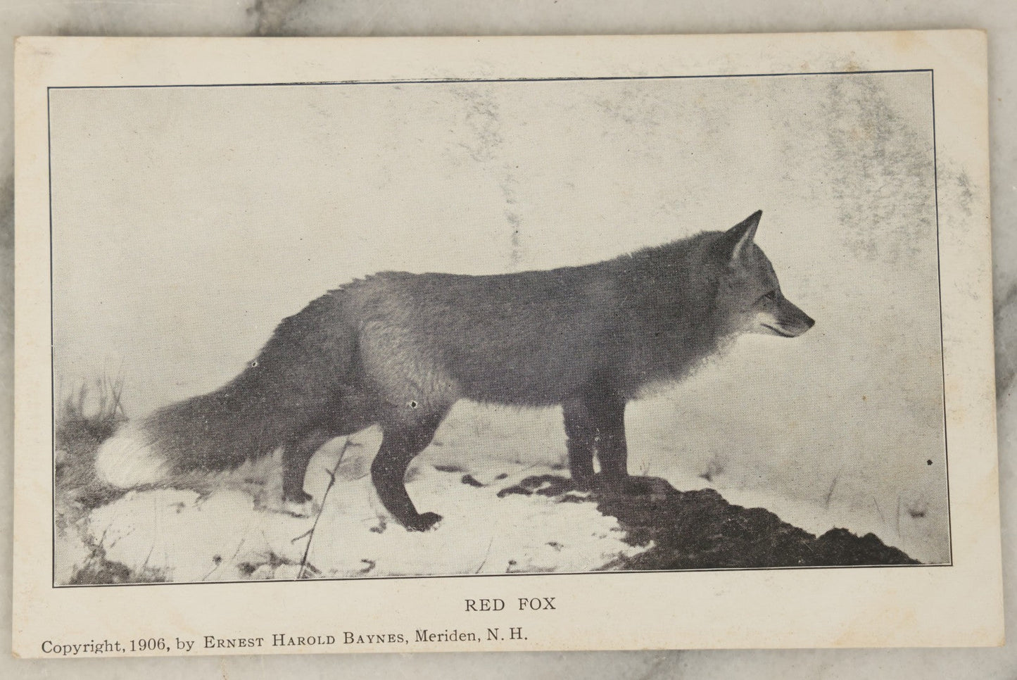 Lot 103 - Single Antique Real Photo Postcard, R.P.P.C., Red Fox, Copyright 1906 By Ernest Harold Baynes, Meriden, New Hampshire
