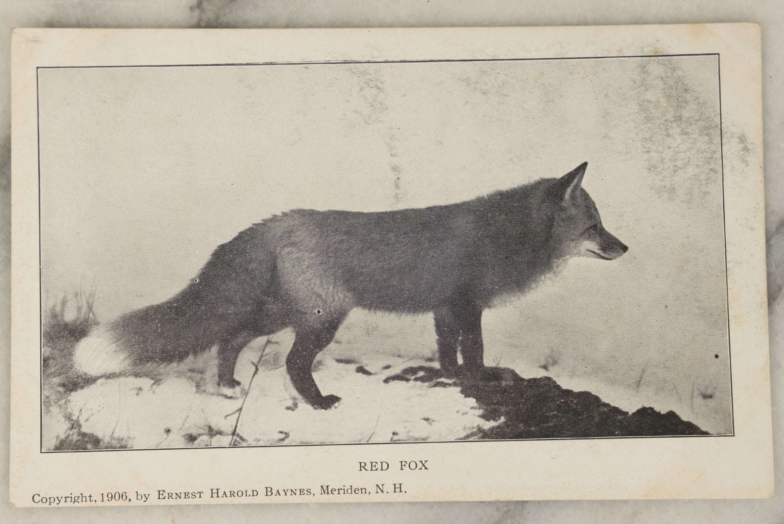 Lot 103 - Single Antique Real Photo Postcard, R.P.P.C., Red Fox, Copyright 1906 By Ernest Harold Baynes, Meriden, New Hampshire