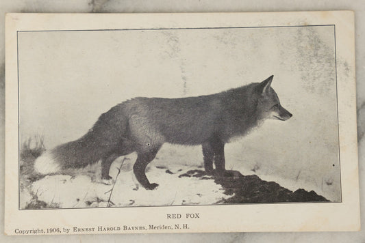 Lot 103 - Single Antique Real Photo Postcard, R.P.P.C., Red Fox, Copyright 1906 By Ernest Harold Baynes, Meriden, New Hampshire