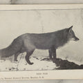Lot 103 - Single Antique Real Photo Postcard, R.P.P.C., Red Fox, Copyright 1906 By Ernest Harold Baynes, Meriden, New Hampshire
