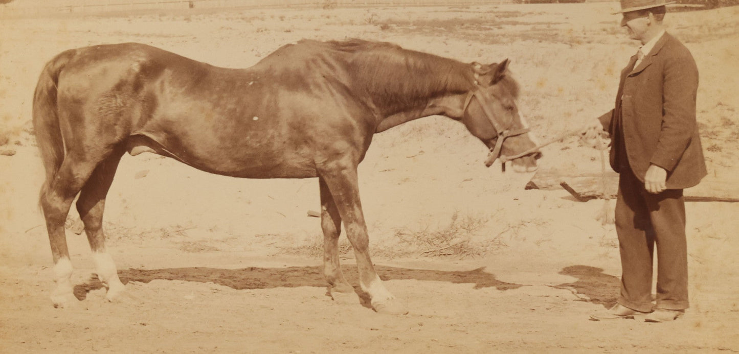 Lot 114 - Grouping Of Four Large Sized Cabinet Card Photographs Of Billy The Horse And His Handler, Ellinwood Photo, Manchester, New Hampshire