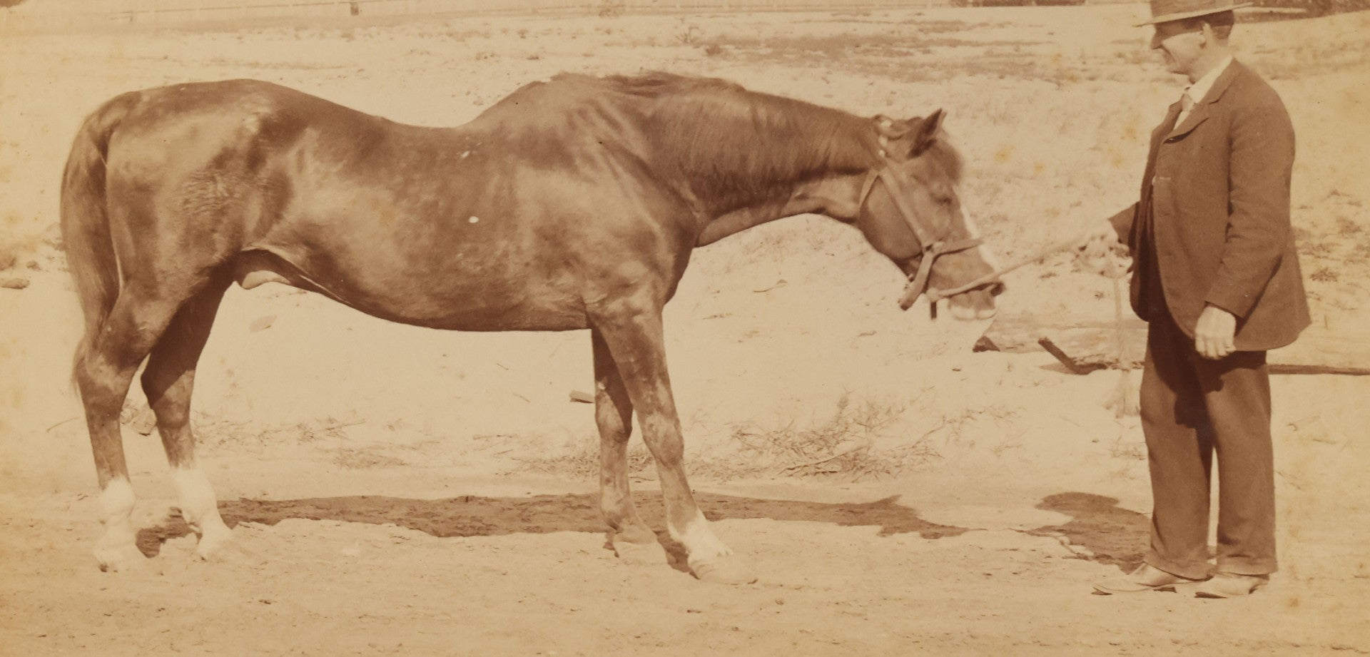 Lot 114 - Grouping Of Four Large Sized Cabinet Card Photographs Of Billy The Horse And His Handler, Ellinwood Photo, Manchester, New Hampshire