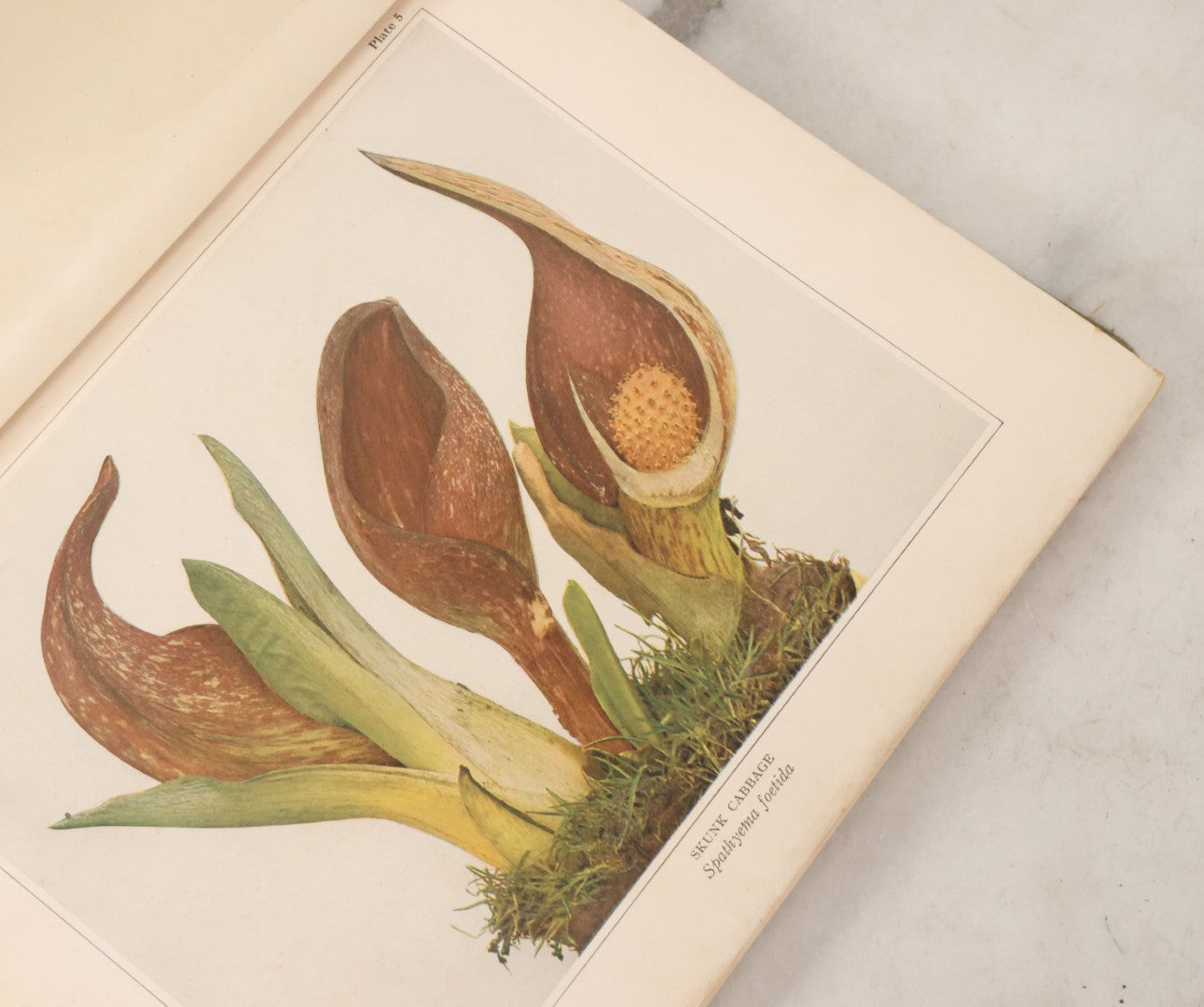 Lot 103 - "Wildflowers Of New York" Antique Book By The University Of New York State Museum, 1921, Profusely Illustrated