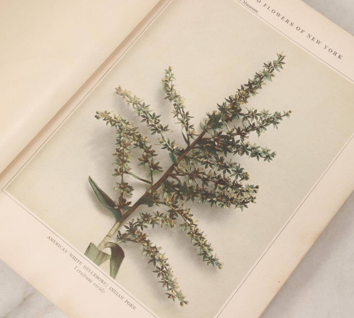 Lot 103 - "Wildflowers Of New York" Antique Book By The University Of New York State Museum, 1921, Profusely Illustrated