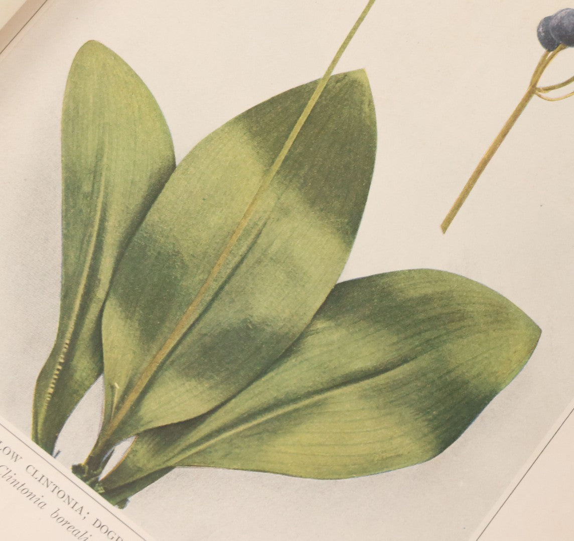 Lot 103 - "Wildflowers Of New York" Antique Book By The University Of New York State Museum, 1921, Profusely Illustrated