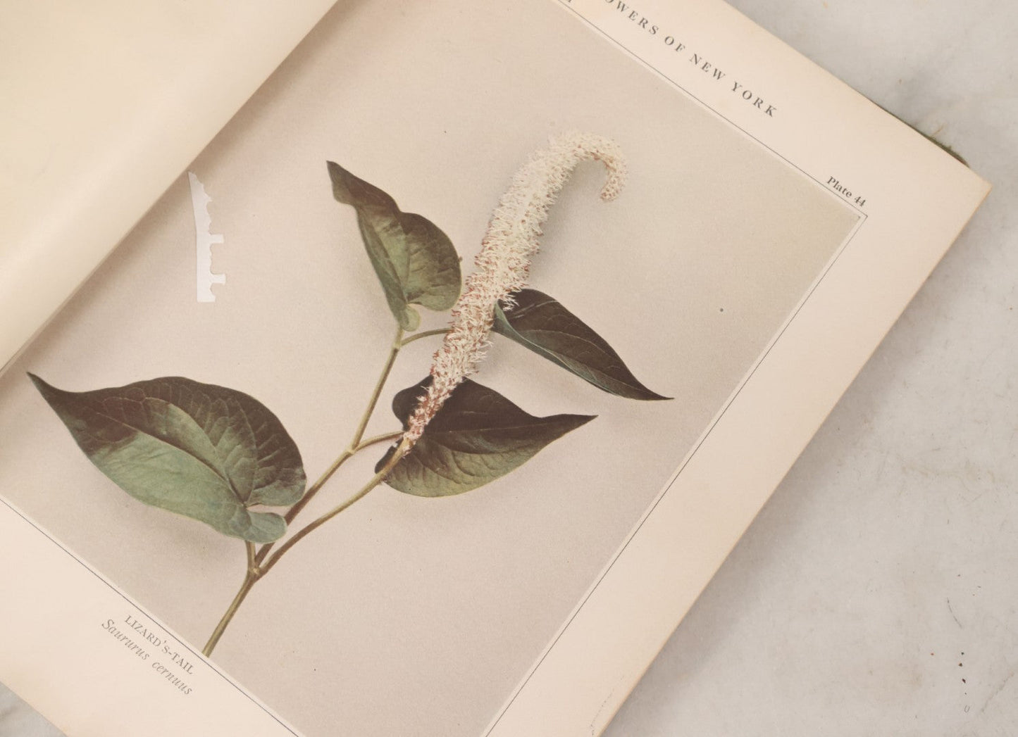 Lot 103 - "Wildflowers Of New York" Antique Book By The University Of New York State Museum, 1921, Profusely Illustrated