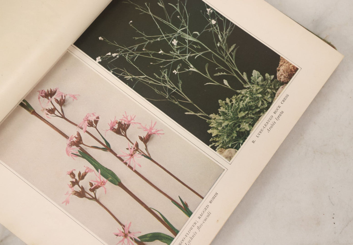 Lot 103 - "Wildflowers Of New York" Antique Book By The University Of New York State Museum, 1921, Profusely Illustrated