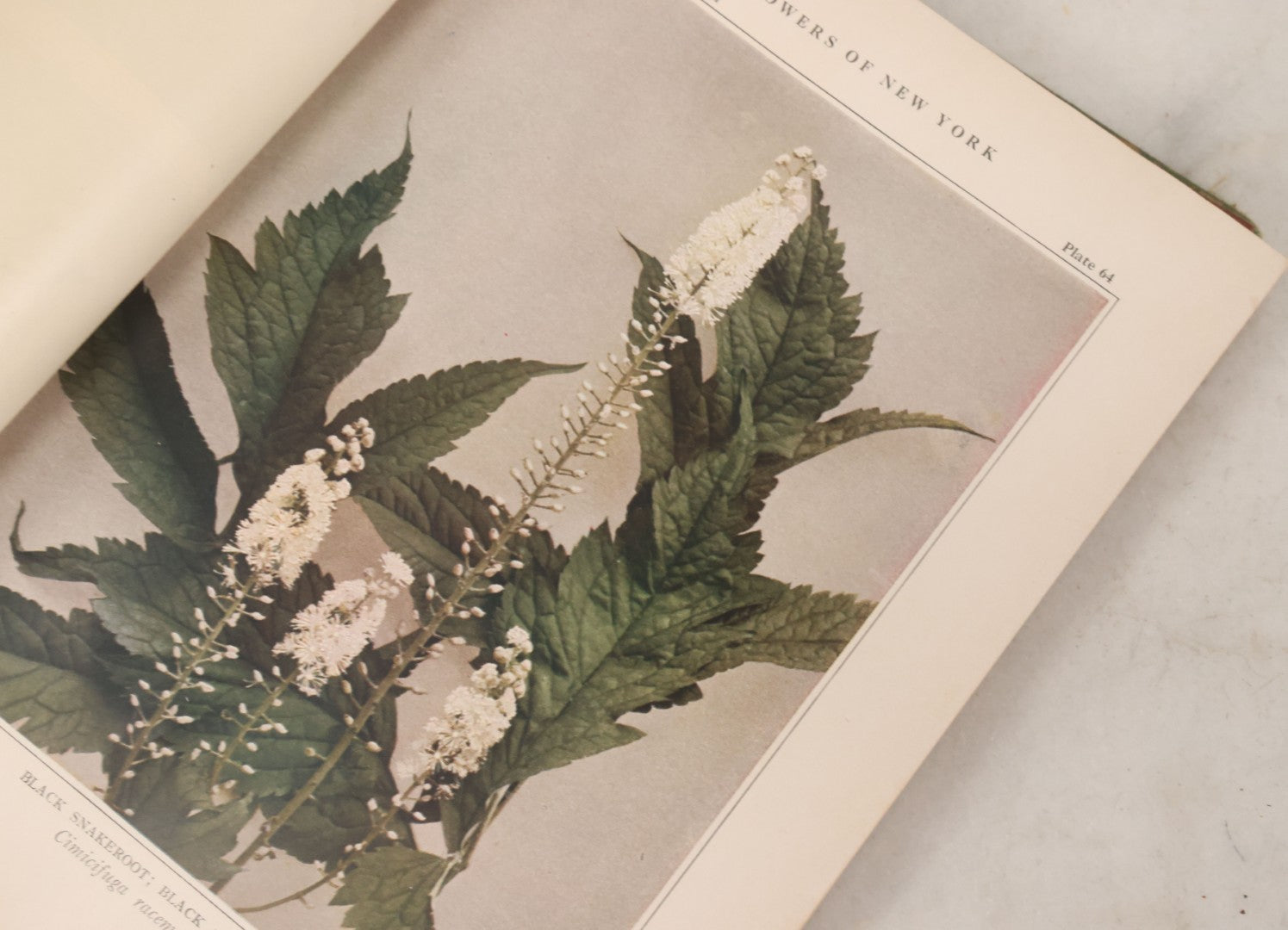 Lot 103 - "Wildflowers Of New York" Antique Book By The University Of New York State Museum, 1921, Profusely Illustrated