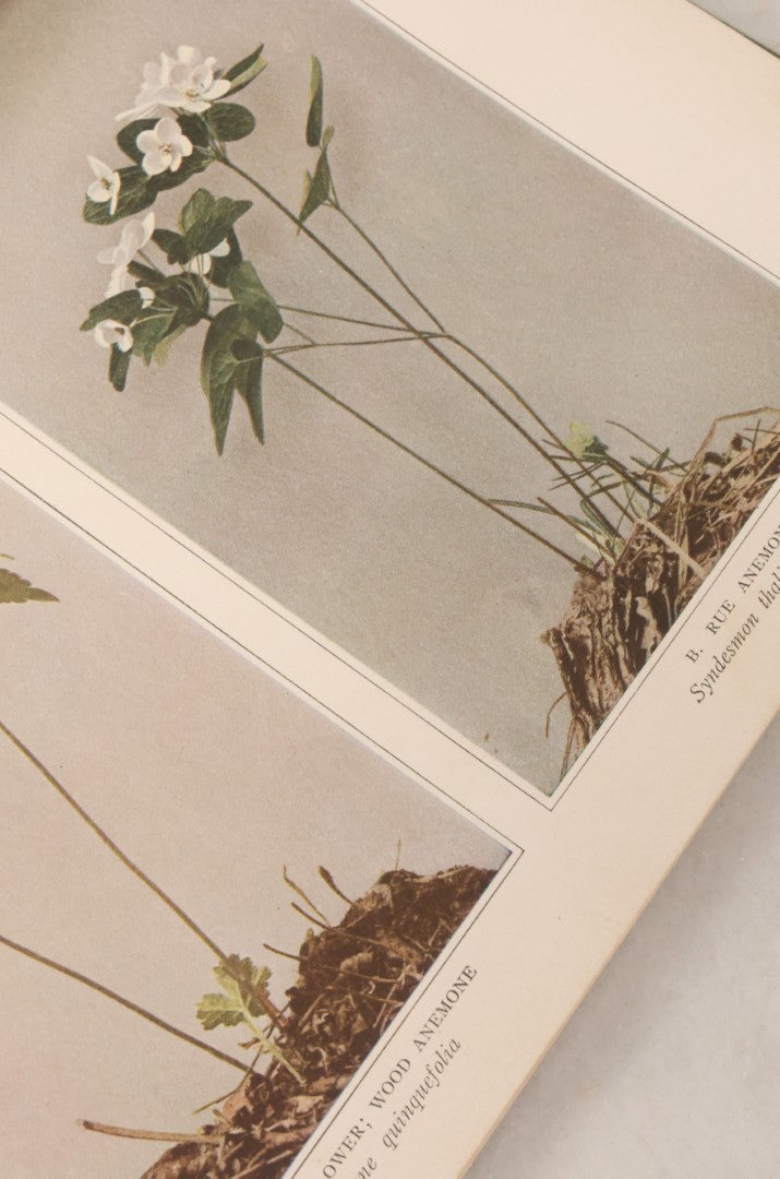 Lot 103 - "Wildflowers Of New York" Antique Book By The University Of New York State Museum, 1921, Profusely Illustrated