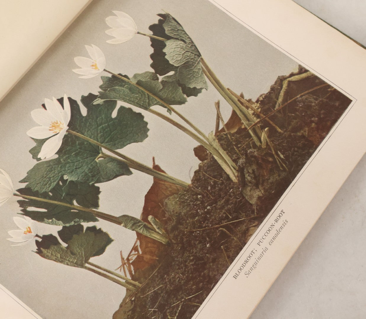 Lot 103 - "Wildflowers Of New York" Antique Book By The University Of New York State Museum, 1921, Profusely Illustrated