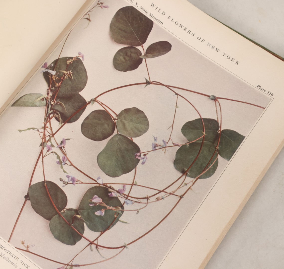 Lot 103 - "Wildflowers Of New York" Antique Book By The University Of New York State Museum, 1921, Profusely Illustrated