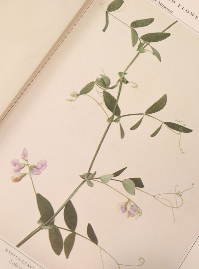 Lot 103 - "Wildflowers Of New York" Antique Book By The University Of New York State Museum, 1921, Profusely Illustrated