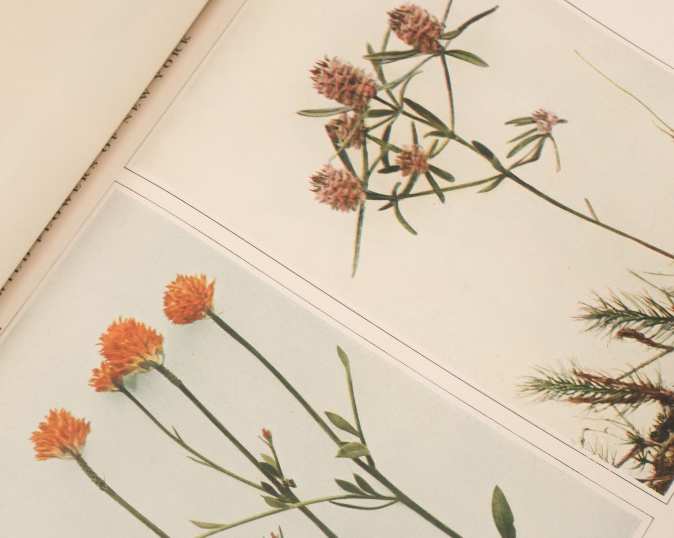 Lot 103 - "Wildflowers Of New York" Antique Book By The University Of New York State Museum, 1921, Profusely Illustrated