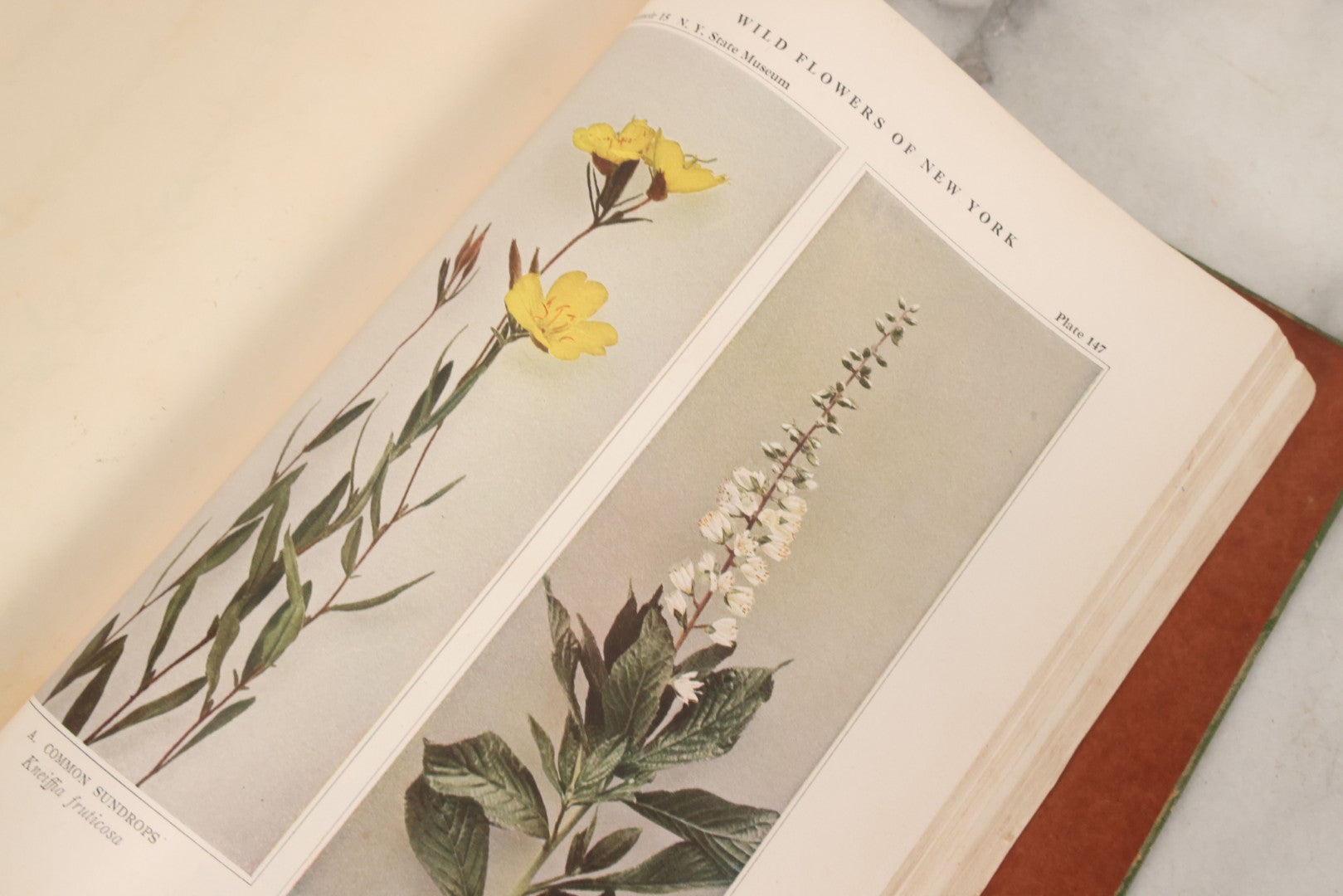 Lot 103 - "Wildflowers Of New York" Antique Book By The University Of New York State Museum, 1921, Profusely Illustrated