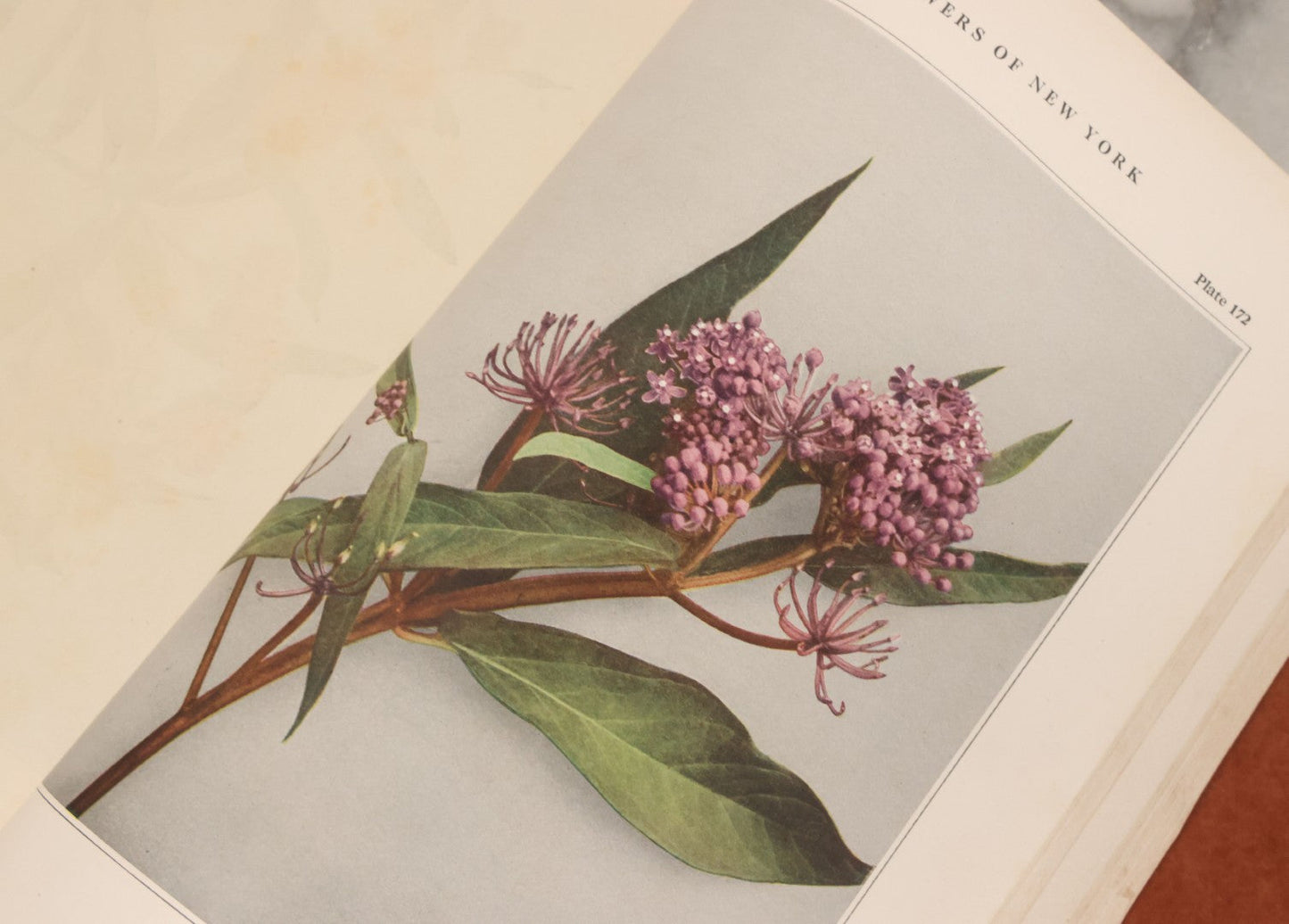 Lot 103 - "Wildflowers Of New York" Antique Book By The University Of New York State Museum, 1921, Profusely Illustrated