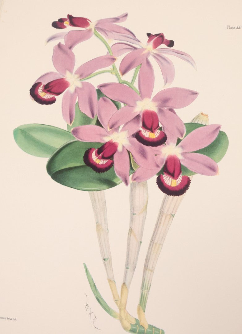 Lot 104 - "House And Garden Revised Portfolio Of Twenty-Five Flower Prints" Selected And With Notes By Richardson Wright, Editor-In-Chief, By The Conde Nast Publications Inc., New York, 1948, Note Only 22 Prints Present, 3 Are Missing