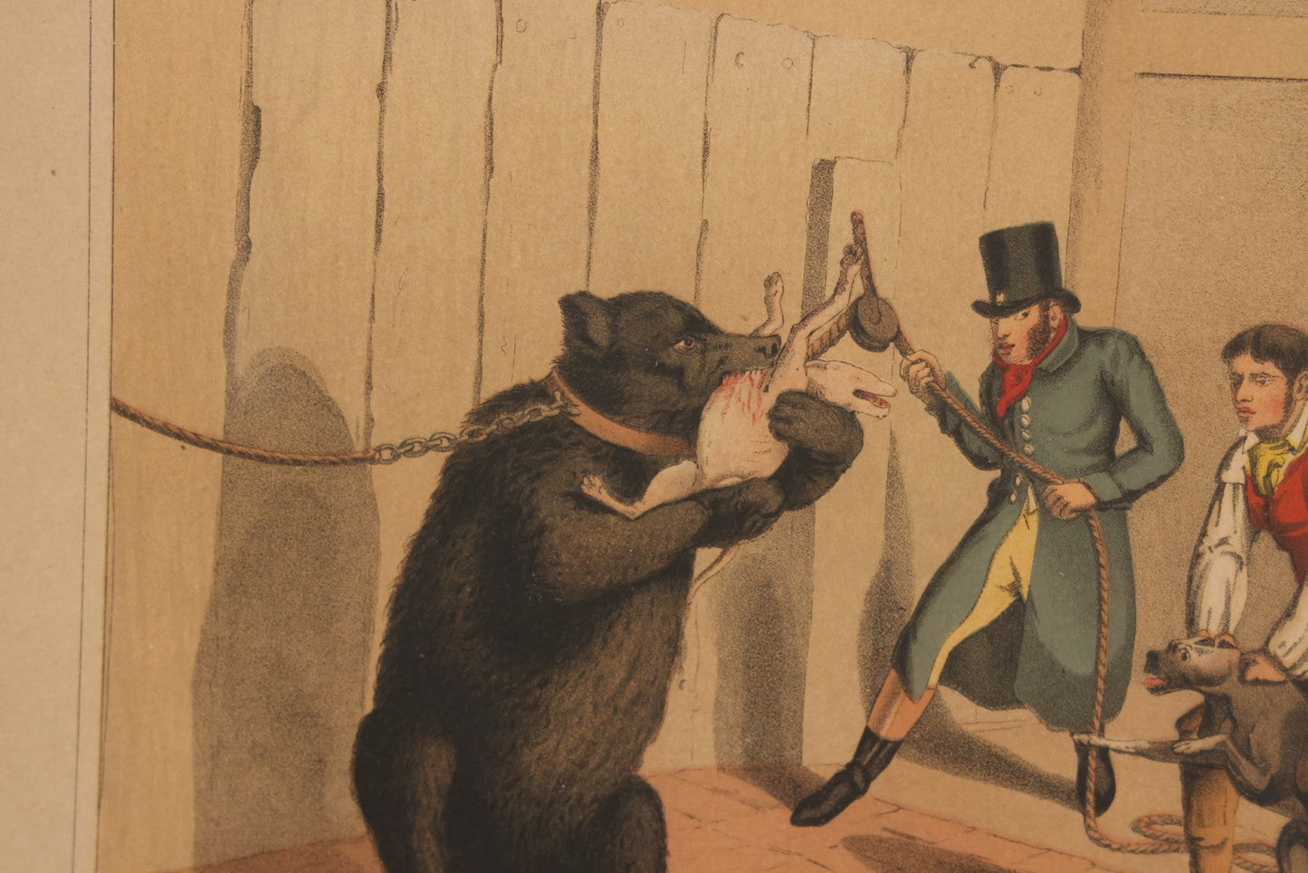 Lot 018 - Antique Hand Colored Lithograph Entitled "Bear Baiting" With Bear Eating, Baited By Dogs, Published By T. Mclean, 1820, Likely A Later Printing, In Frame, 15-3/8" x 11-3/4"